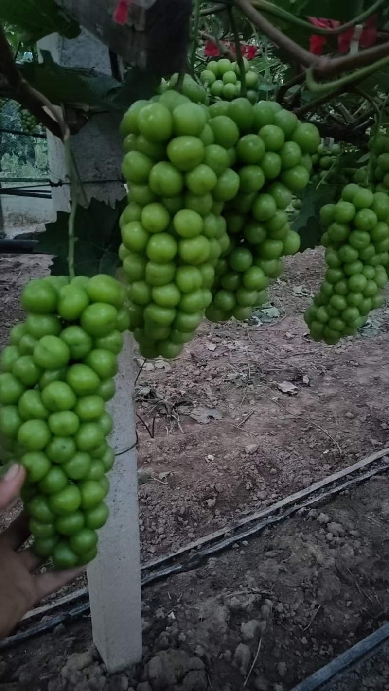阳光玫瑰