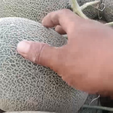 西洲蜜17