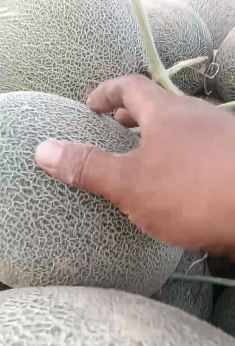 西洲蜜17