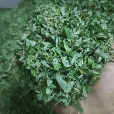 一级靓新货特青绿，叶带梗鸡骨草茶