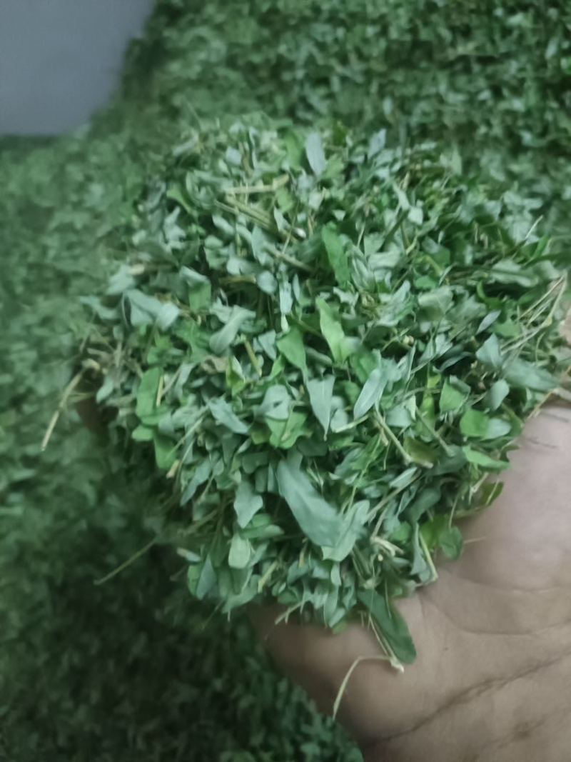 一级靓新货特青绿，叶带梗鸡骨草茶