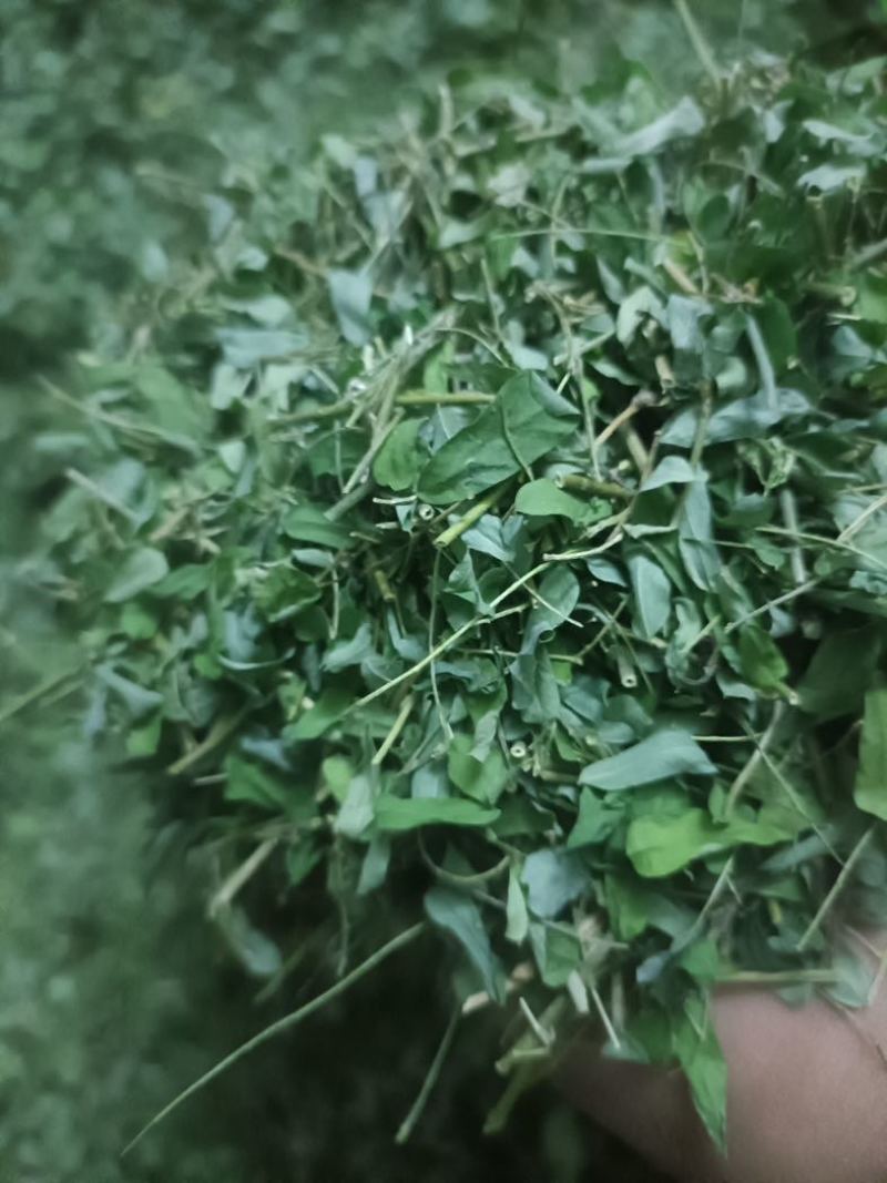 一级靓新货特青绿，叶带梗鸡骨草茶