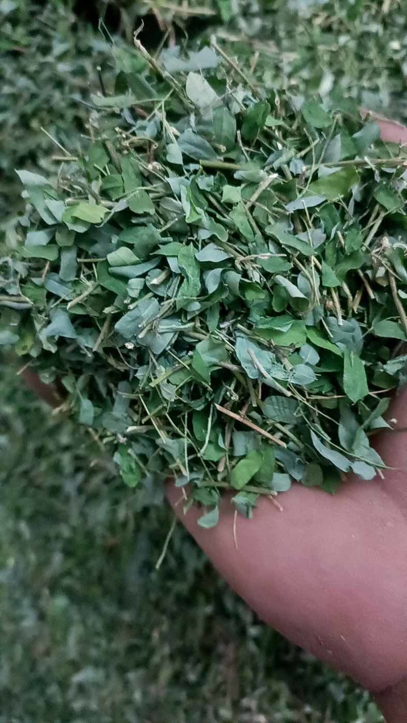 一级靓新货特青绿，叶带梗鸡骨草茶