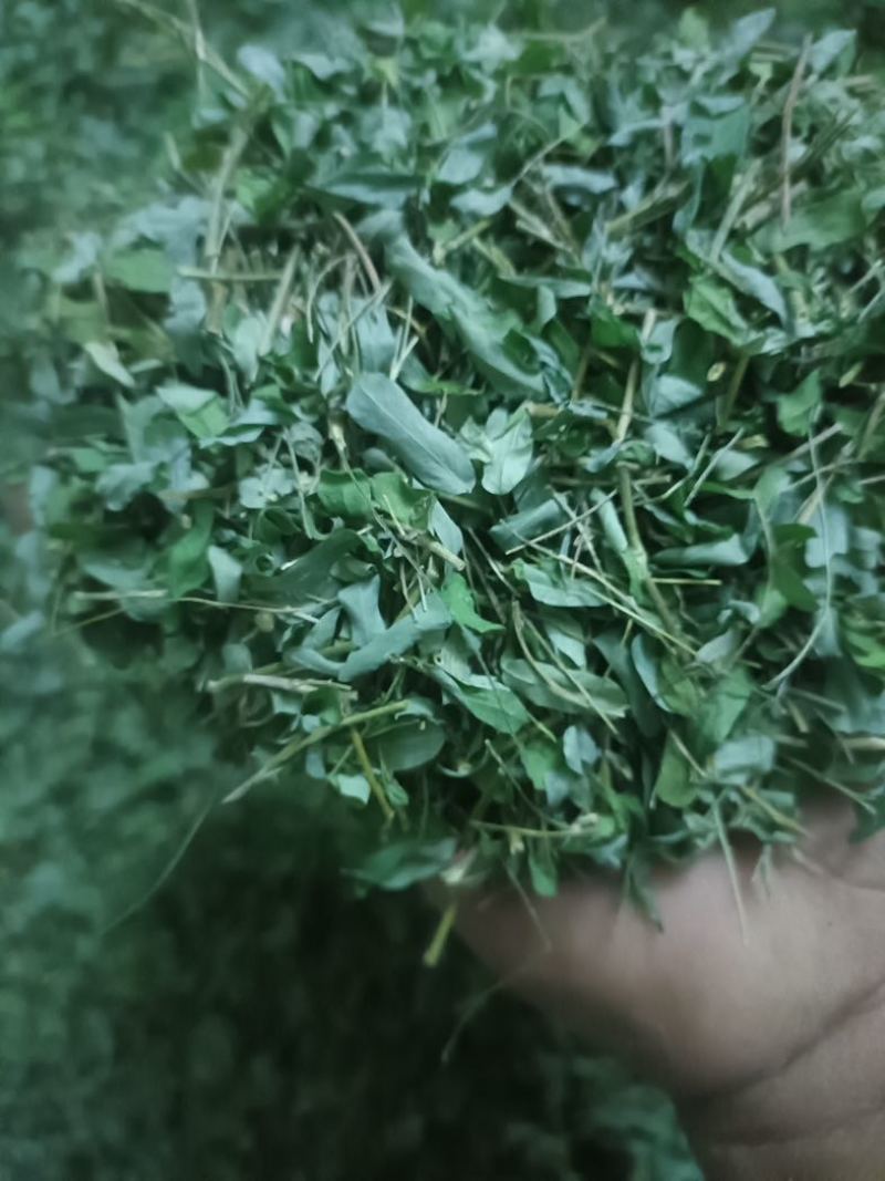 一级靓新货特青绿，叶带梗鸡骨草茶