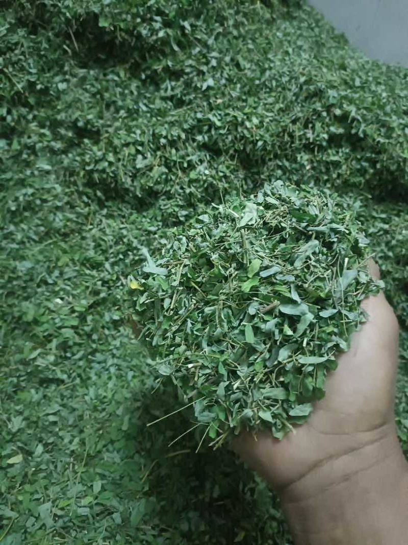一级靓新货特青绿，叶带梗鸡骨草茶