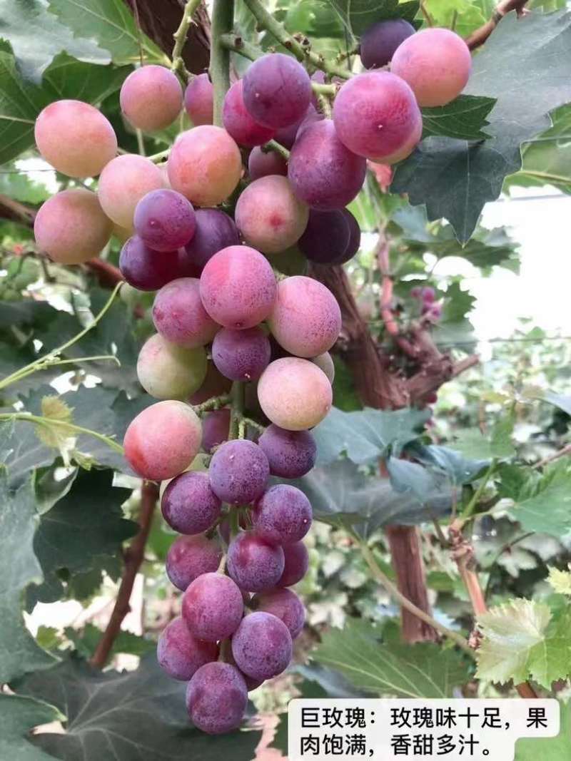 巨玫瑰葡萄：玫瑰香与巨峰的嫁接品种，甜度指数在25左右
