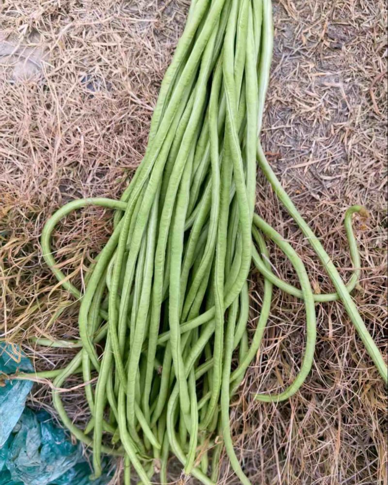 豆角
