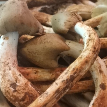 丽江精品鸡枞菌