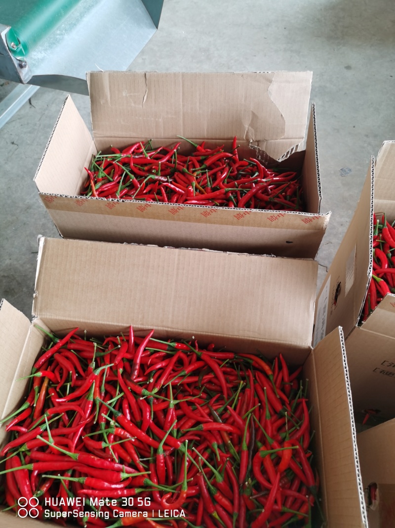 天香小米椒现货大量接单供应精品市场货电商货全国发货