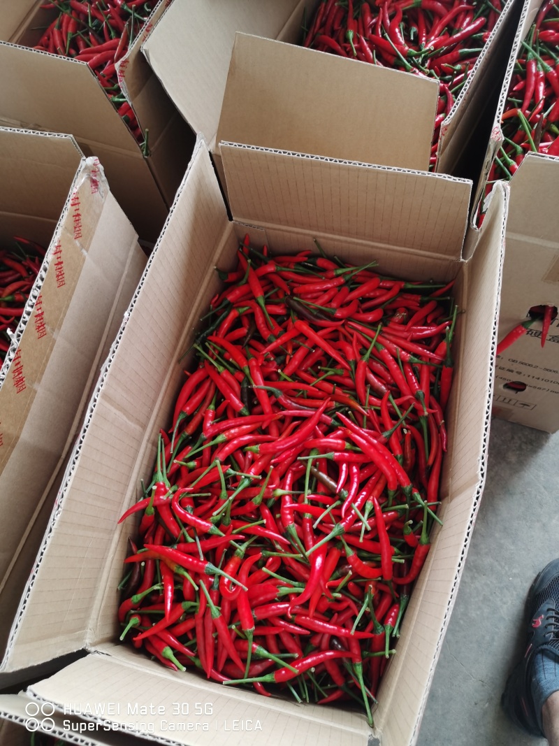 天香小米椒现货大量接单供应精品市场货电商货全国发货