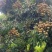 福建龙眼，储良，石侠，古山2号，水澜，有需要的联系我