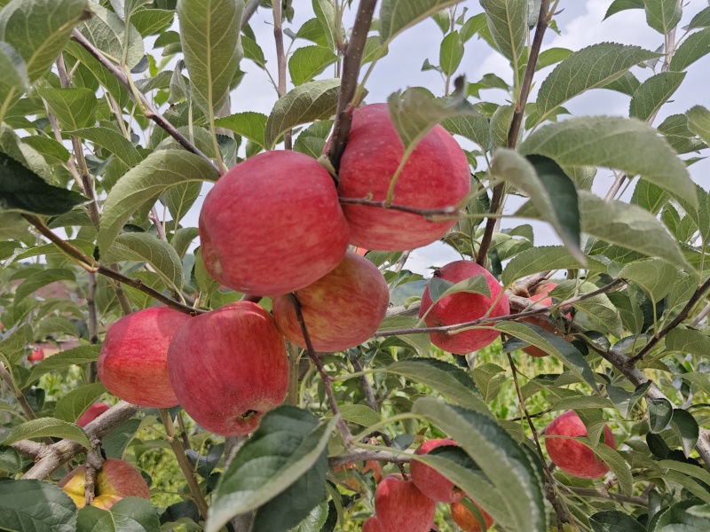 云南红露苹果