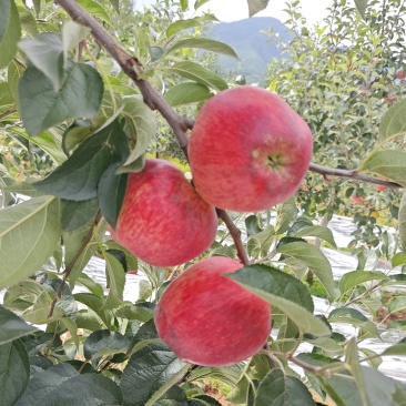 云南红露苹果