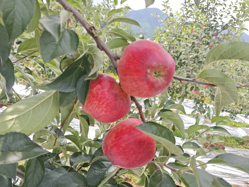 云南红露苹果