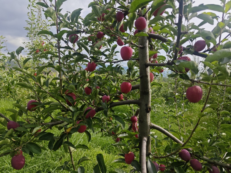 云南红露苹果