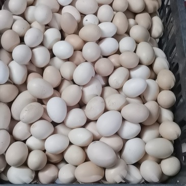 清远杂粮鸡蛋