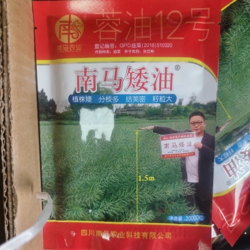 南马矮油菜种子