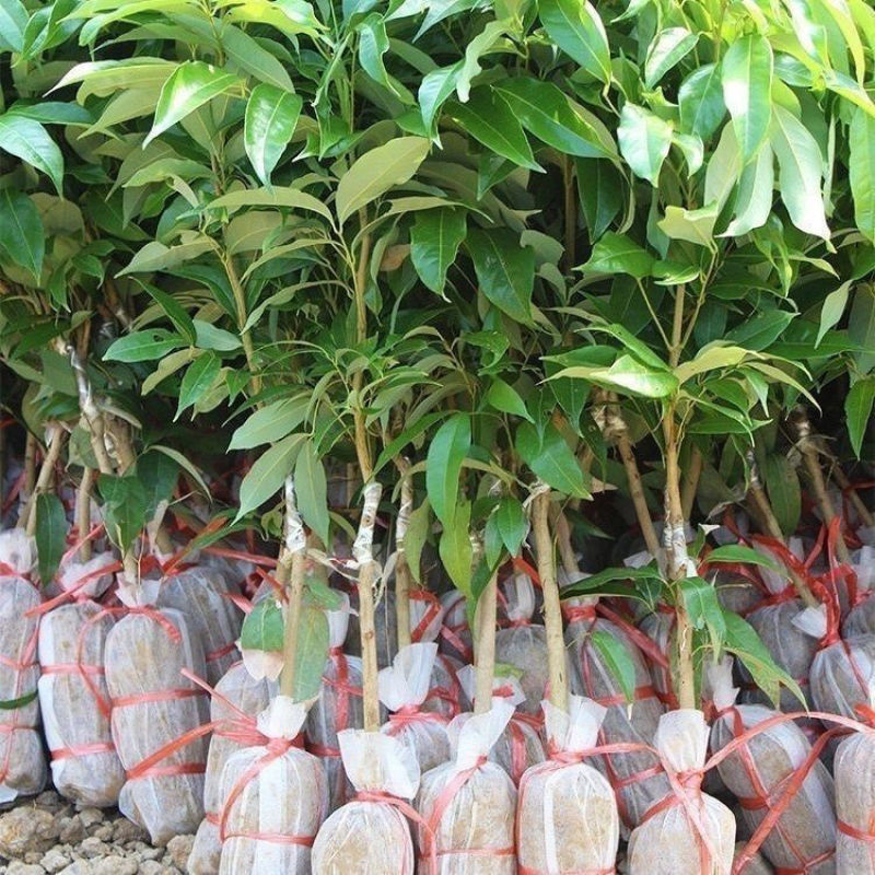 桂味荔枝，白糖罂荔枝仙进奉荔枝苗