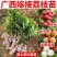 桂味荔枝，白糖罂荔枝仙进奉荔枝苗