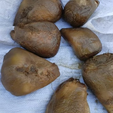 荠菜头咸菜350吨封闭地窖自腌
