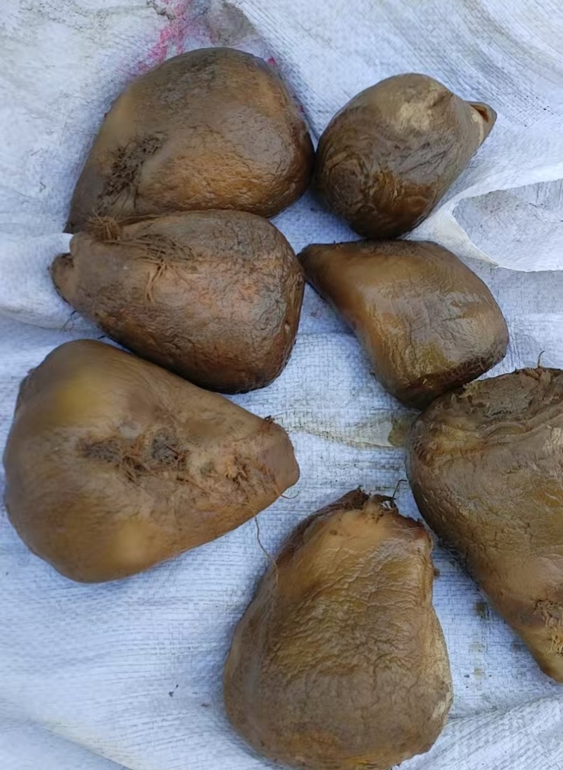 荠菜头咸菜350吨封闭地窖自腌