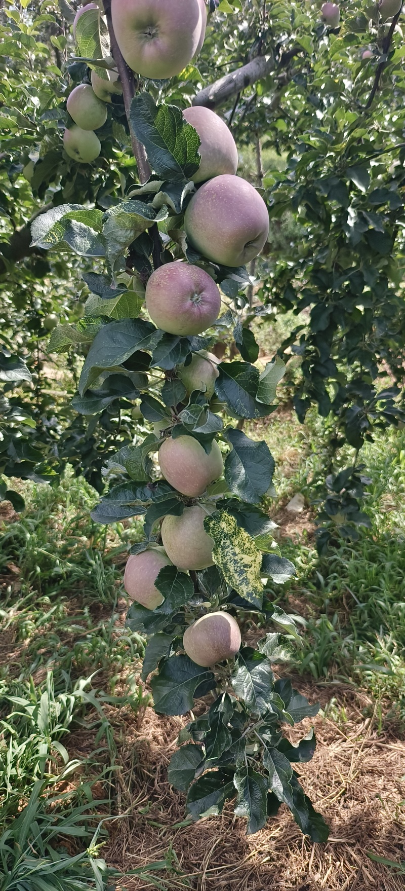 昭通苹果，保质量