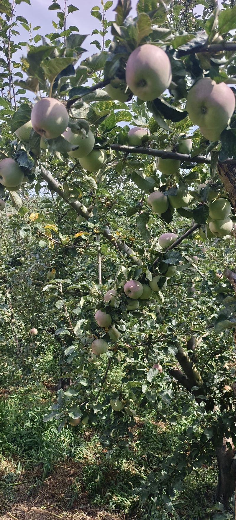 昭通苹果，保质量