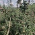 昭通苹果，保质量