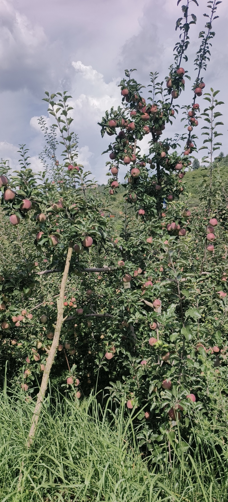 昭通苹果，保质量