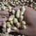 金堂县花生新鲜带泥花生红米花生天府红米花生货量稳定