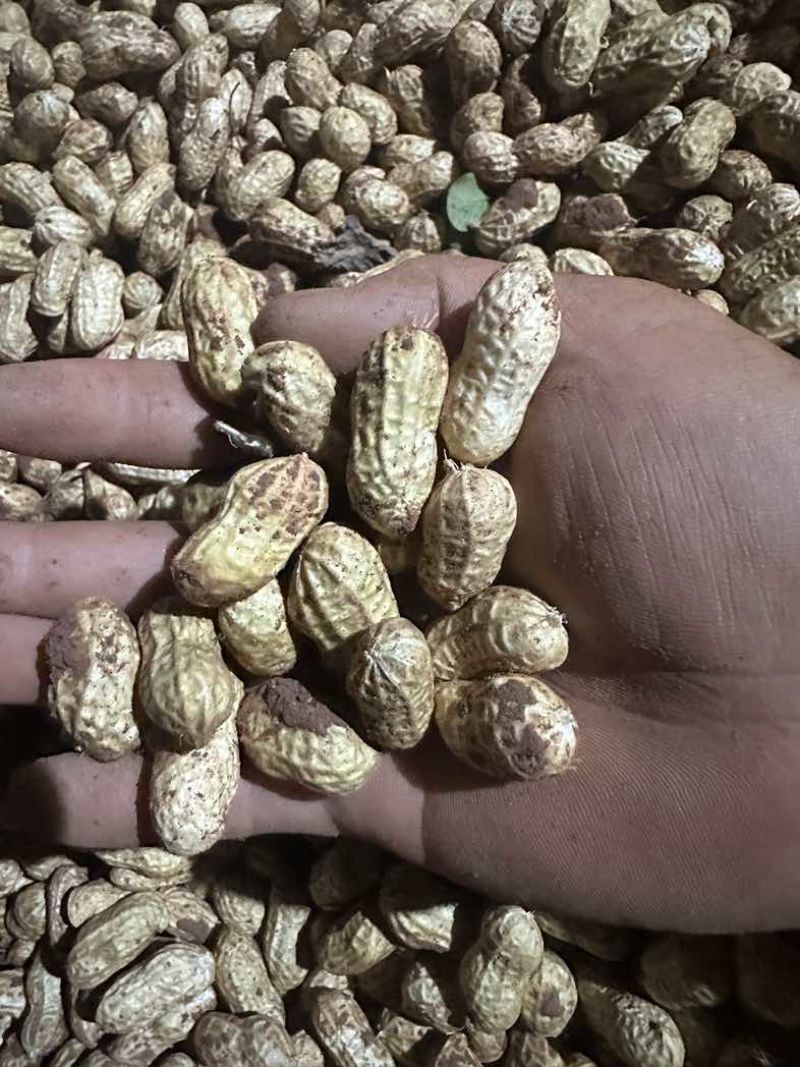 金堂县花生新鲜带泥花生红米花生天府红米花生货量稳定