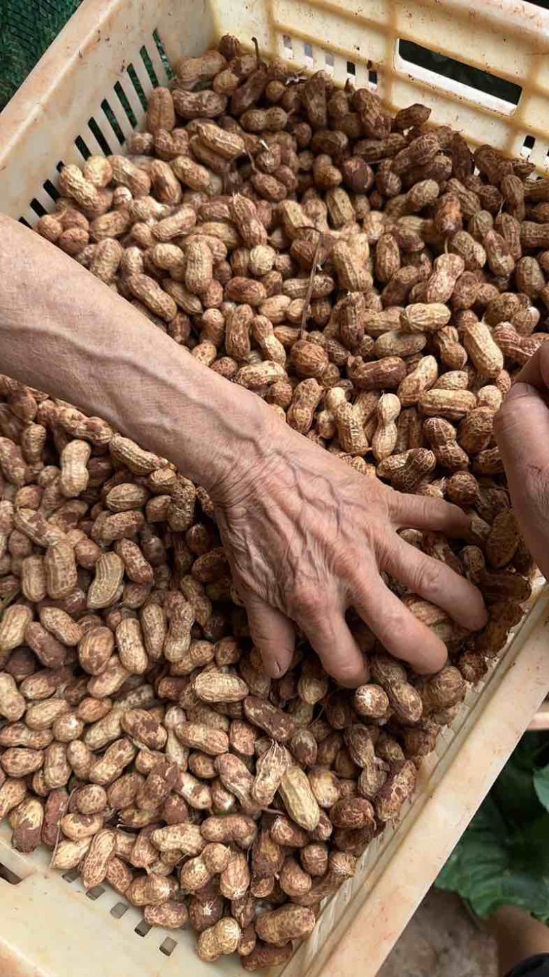 金堂县花生新鲜带泥花生红米花生天府红米花生货量稳定