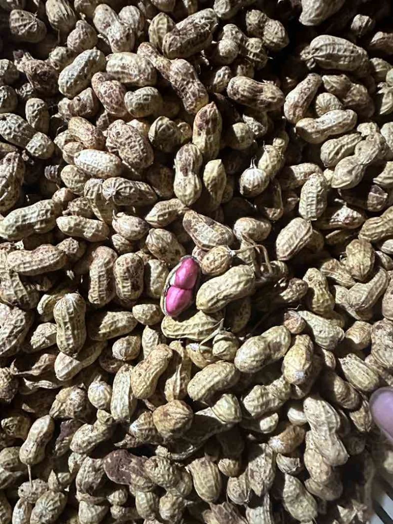 金堂县花生新鲜带泥花生红米花生天府红米花生货量稳定