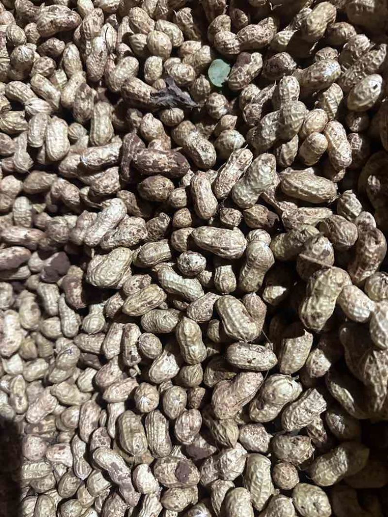 金堂县花生新鲜带泥花生红米花生天府红米花生货量稳定