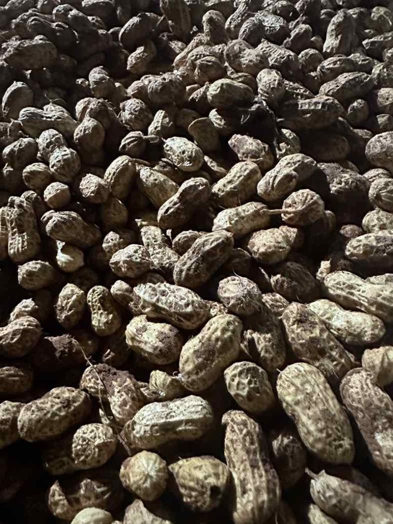 金堂县花生新鲜带泥花生红米花生天府红米花生货量稳定