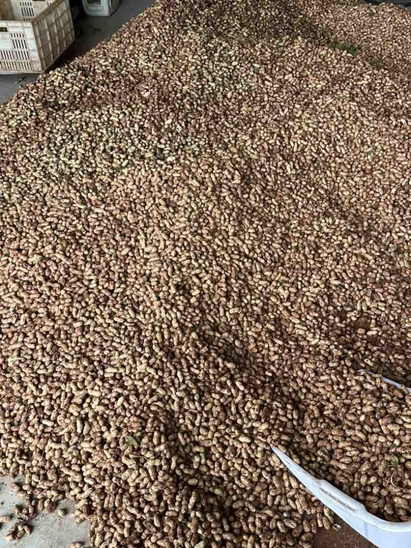 金堂县花生新鲜带泥花生红米花生天府红米花生货量稳定