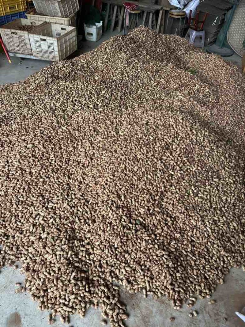 金堂县花生新鲜带泥花生红米花生天府红米花生货量稳定