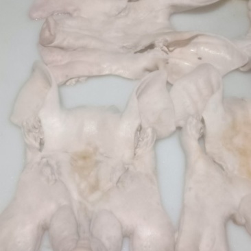 广西北海合浦带耳猪头皮，有一级，二级，白头皮，黑头皮，品