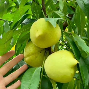 瑶都青桃