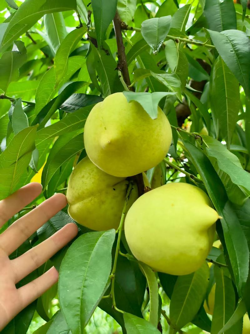 瑶都青桃