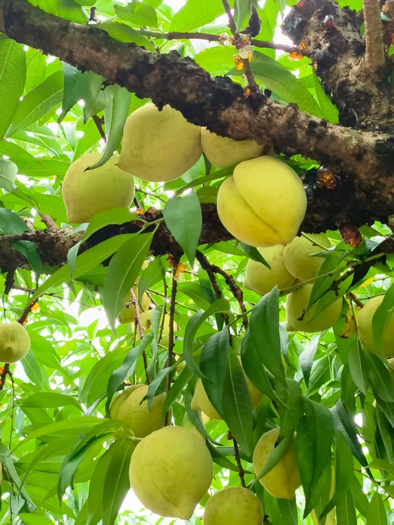 瑶都青桃