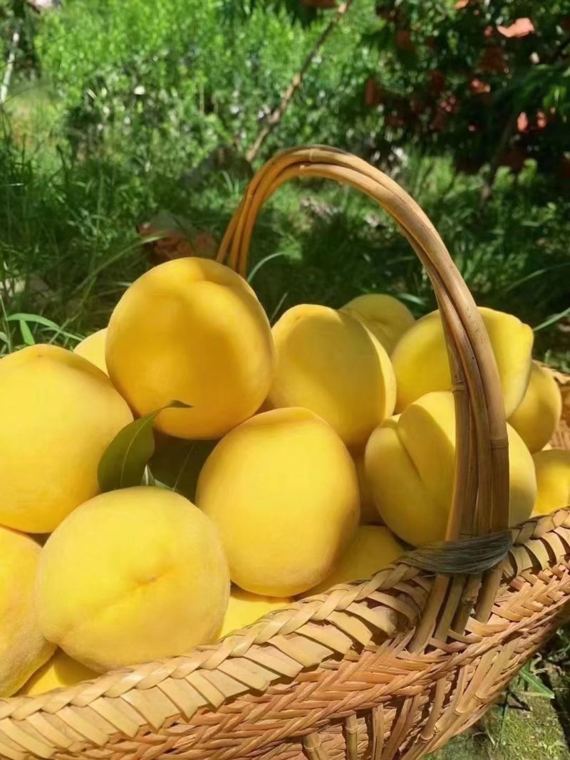 株洲市炎陵县炎陵黄桃🍑