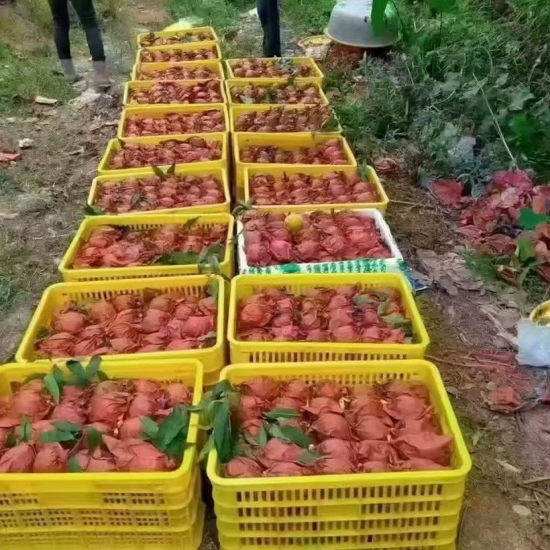 株洲市炎陵县炎陵黄桃🍑