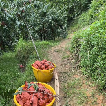株洲市炎陵县炎陵黄桃🍑