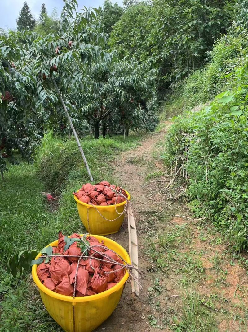 株洲市炎陵县炎陵黄桃🍑