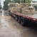大量出售玉米秸秆、花生秸秆、黄豆秸秆