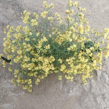 黄花补血草