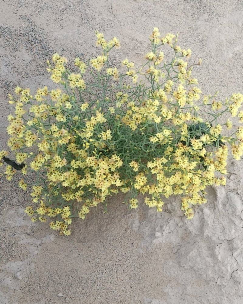 黄花补血草