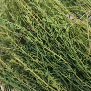 想卖麦黄草