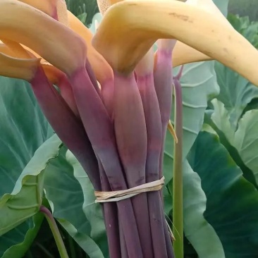 芋头花